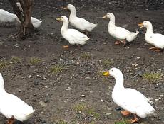 Срочно продам Уток