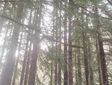 Сдаются комнаты 