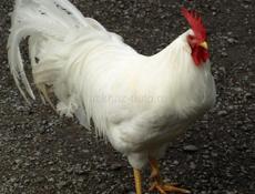 Продаются петухи