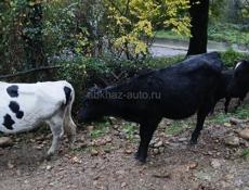 Продаются коровы 