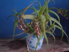 Герань, Денежное дерево, Алоэ