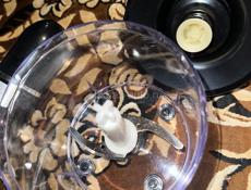 Блендер DOMO HBL-100 (3 в 1)