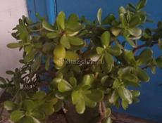 Герань, Денежное дерево, Алоэ