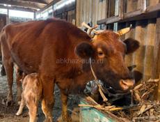 Дойная корова 