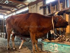 Дойная корова 