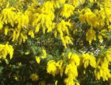 Мимоза продаю свежа открыти не згаревши,до пятисот ящик можем зделат,при вас будем загатавливат,цена 1500 рублей 