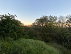 Участок с мандариновым садом