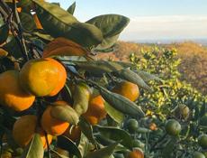 Участок с мандариновым садом