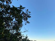 Участок с мандариновым садом