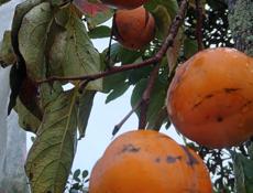 Участок с мандариновым садом