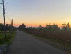 Участок с мандариновым садом