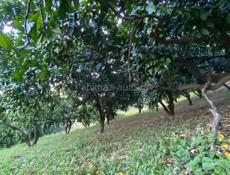 Участок с мандариновым садом