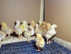 Цыплята Ред Бро 