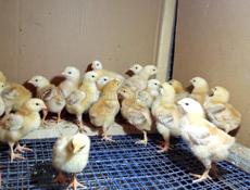 Цыплята Ред Бро 