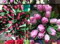 Продаю оптом тюльпаны 