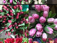 Продаю оптом тюльпаны 