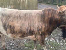 Продаю быка 17-180кг. 