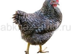 Куры несушки