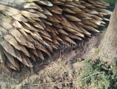 Колышки 250₽ связь 9961888