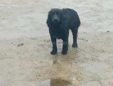 Продам либо обмен усматриваю все варианты 