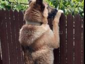 Отдам в добрые руки, на половину бельгиец 