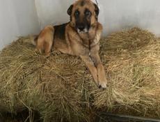 Отдам в добрые руки, на половину бельгиец