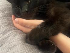 Отдам в хорошие руки 