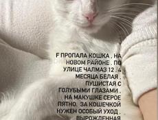 Пропала кошка
