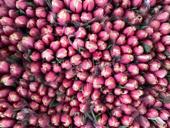 Тюльпаны 🌷💐