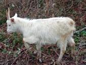 Продаю коззаматка и козлёнок.
