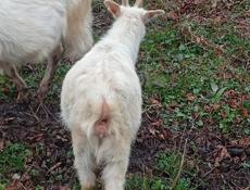 Продаю коззаматка и козлёнок.