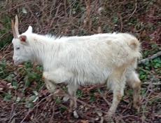 Продаю коззаматка и козлёнок.