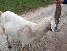 Продаю коззаматка и козлёнок.