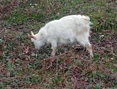 Продаю коззаматка и козлёнок.