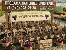 Саженцы винных сортов винограда Изабелла