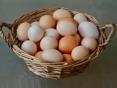 Куплю яйца 