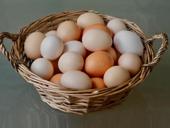 Куплю яйца 
