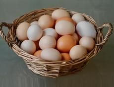 Куплю яйца 