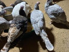 Продаётся индюки и индейки 