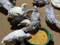 Продаётся индюки и индейки