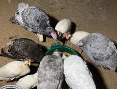 Продаётся индюки и индейки