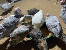 Продаётся индюки и индейки