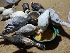 Продаётся индюки и индейки