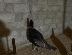 Продаётся индюки и индейки