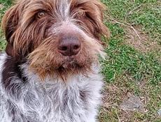 Пропала собака