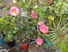 Рассада саженцы 