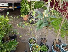 Рассада саженцы 