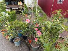 Рассада саженцы 