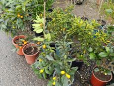 Рассада саженцы 