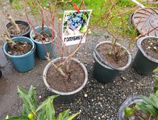 Рассада саженцы 